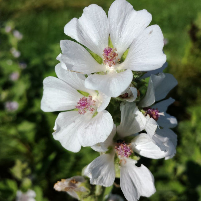 Althaea officinalis rad / Marshmallow Root Cut
