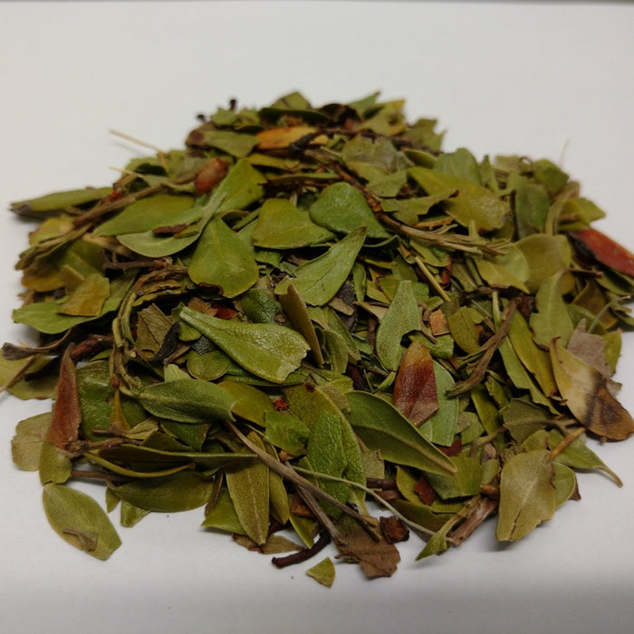 Arctostaphylos uva ursi / Bearberry Leaf Cut