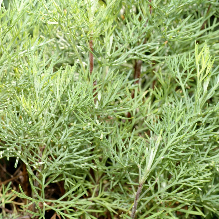 Artemisia abrotanum / Southernwood Herb Cut