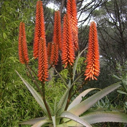 Aloe Ferox - Supply Chain Challenges & the Use of Rhubarb as an Altern   Herbal Apothecary UK
