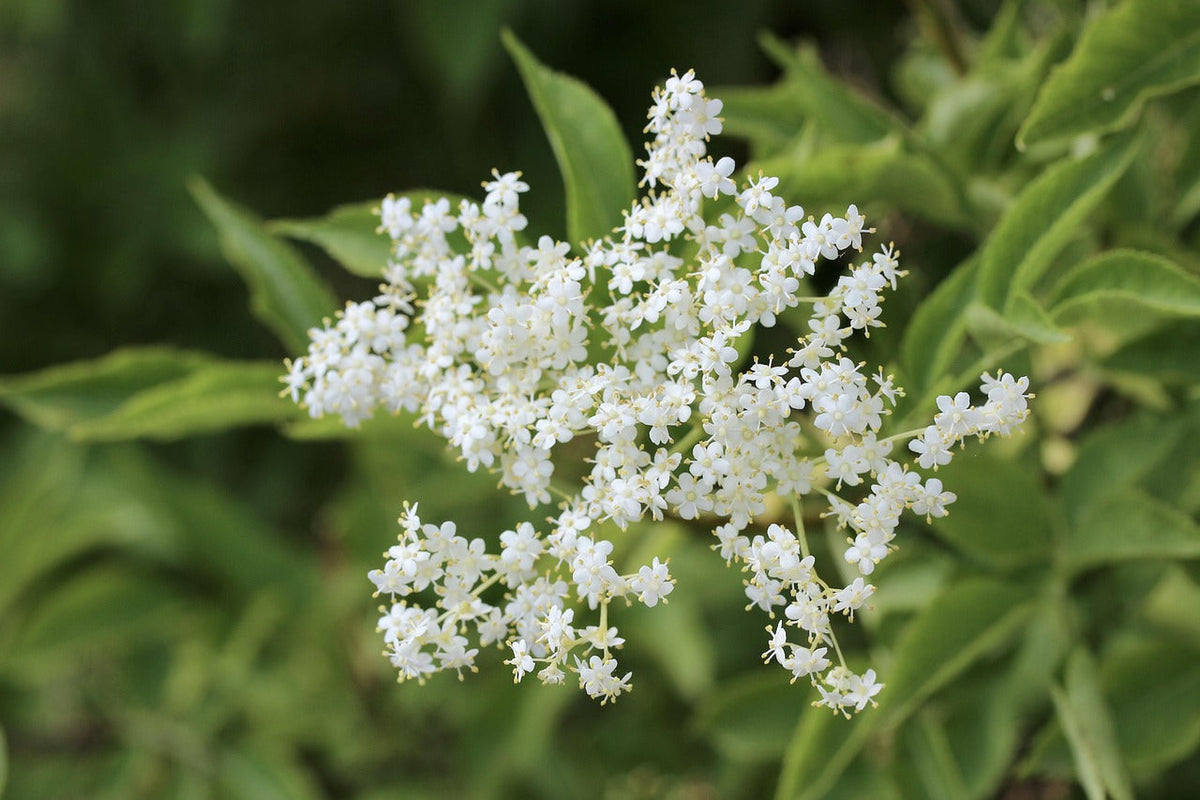 Elixir Tree Elder – The tree of many gifts by Dylan Parry BSc Hons Clinical Herbal ...