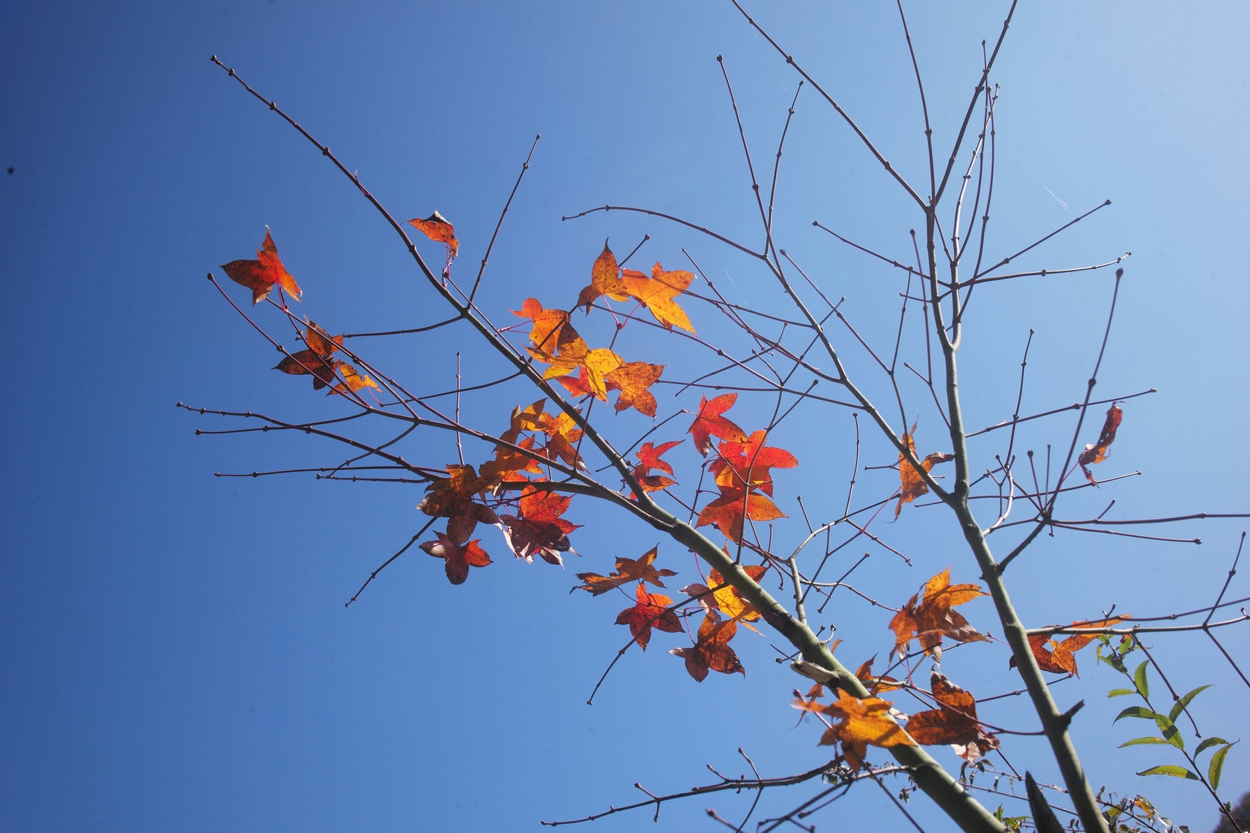 Autumn & Winter Wellness Tips with Common Ground Herbals