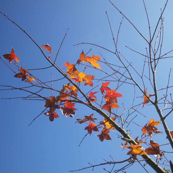 Autumn & Winter Wellness Tips with Common Ground Herbals