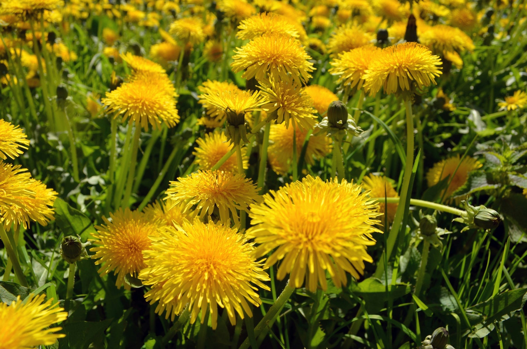 Nurturing Your Liver: The Power of Herbs in Supporting Liver Health by Dylan Parry BSc Hons Clinical Herbalism