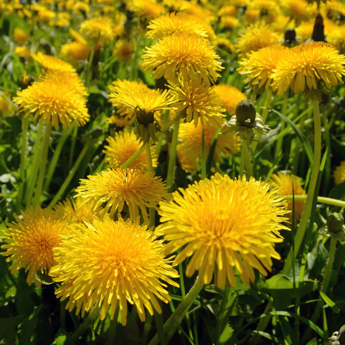 Nurturing Your Liver: The Power of Herbs in Supporting Liver Health by Dylan Parry BSc Hons Clinical Herbalism