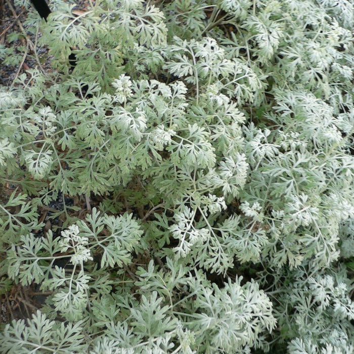 Artemisia absinthium / Wormwood Herb Cut