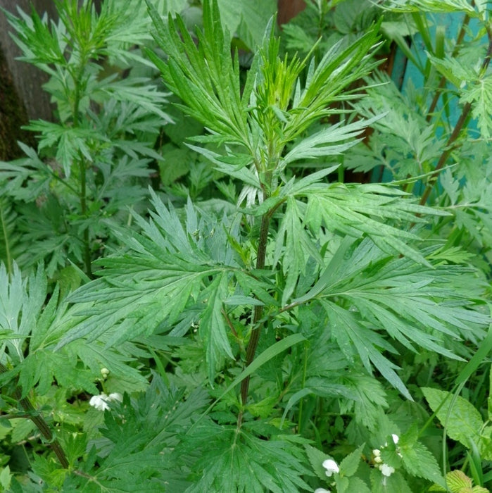 Artemisia vulgaris / Mugwort Herb Cut