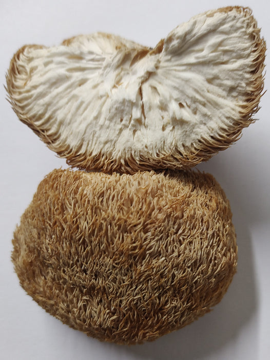 Hericium erinaceus / Hou Tou Gu / Lion's Mane