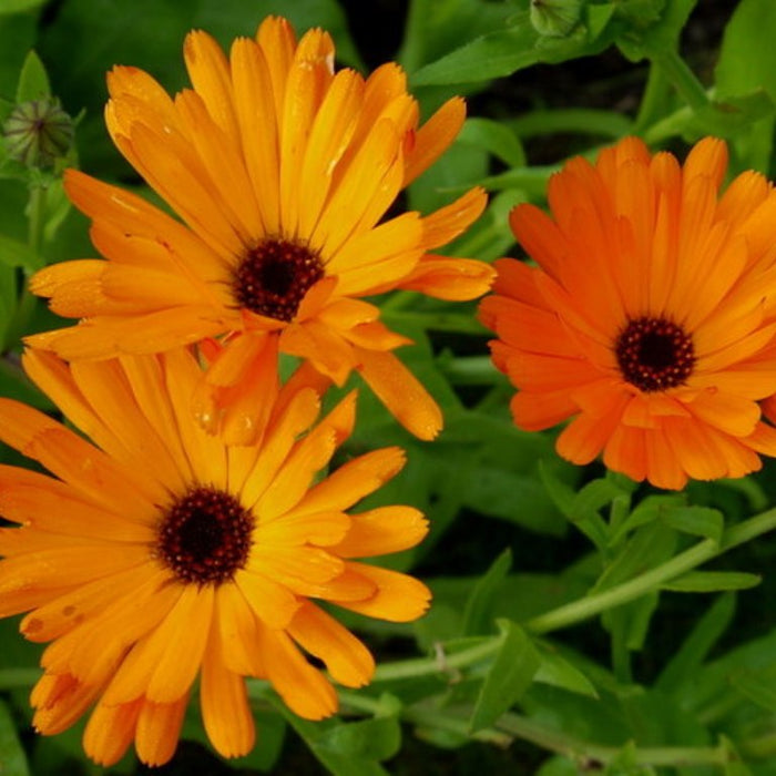 Calendula officinalis / Marigold Flowers Whole