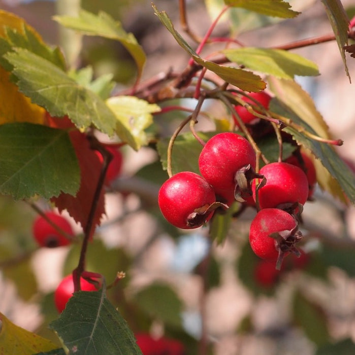 Crataegus laevigata / Hawthorn Berry Whole