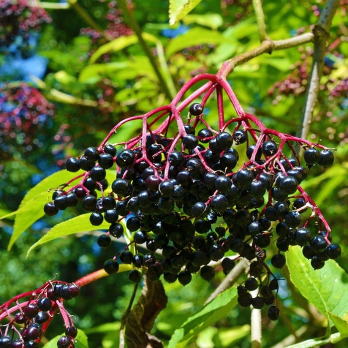 Sambucus nigra fructus / Elderberry Berries Whole