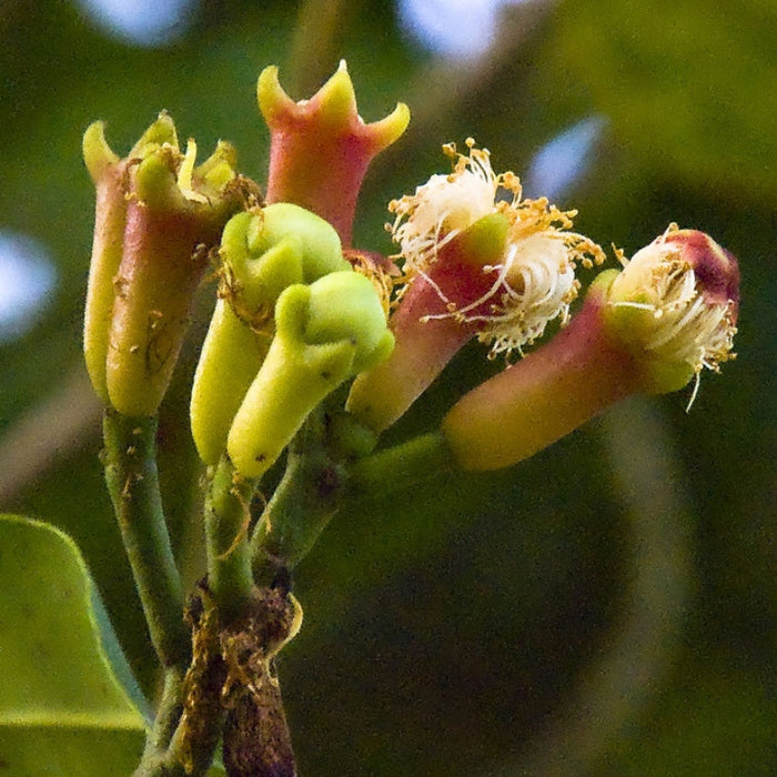 Syzygium aromaticum / Clove Buds Whole
